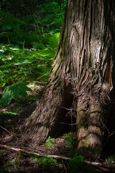Find a firm footing, Skunk Cabbage Boardwalk, BC, 2024-07-11