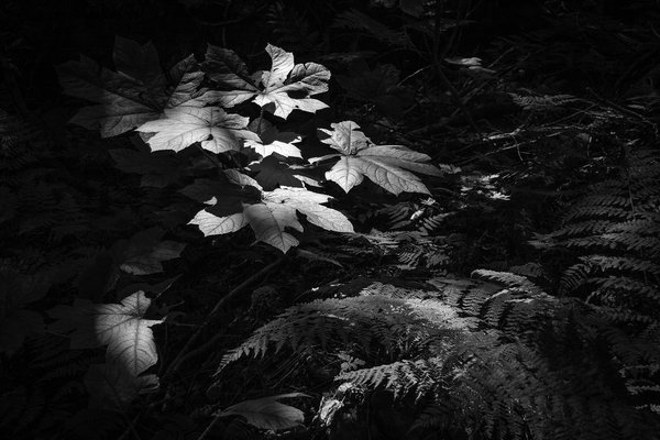 Leaf it to me, Skunk Cabbage Boardwalk, BC, 2024-07-11