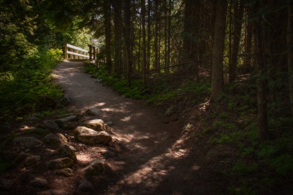 Bridging the gap 02, Skunk Cabbage Boardwalk, BC, 2024-07-11