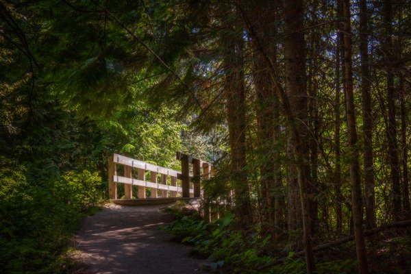 Bridging the gap 03, Skunk Cabbage Boardwalk, BC, 2024-07-11