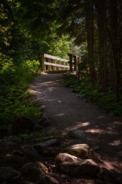 Bridging the gap 01, Skunk Cabbage Boardwalk, BC, 2024-07-11
