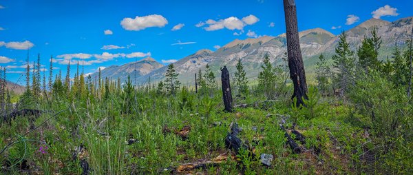 Recovery in Progress, Simpson River Trail, East Kootenay, British Columbia, 2024-07-15