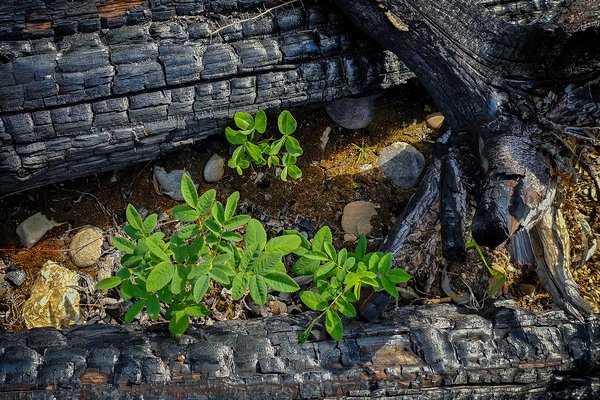 Burnt Offering, Simpson River Trail, East Kootenay, British Columbia, 2024-07-15 copy