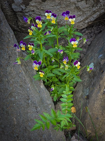 Johnny jump ups, My Front Yard, Strathmore, AB, 2024-07-10