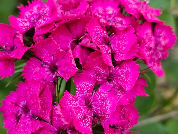 Making a stink over pink, My Front Yard, Strathmore, AB, 2024-07-10