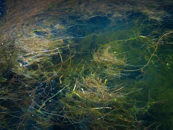 In the weeds 01, Chestermere Lake, Chestermere, AB, 2024-07-19