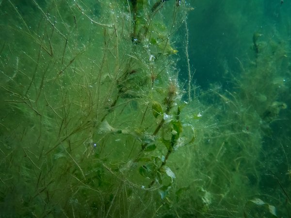 In the weeds 02, Chestermere Lake, Chestermere, AB, 2024-07-19