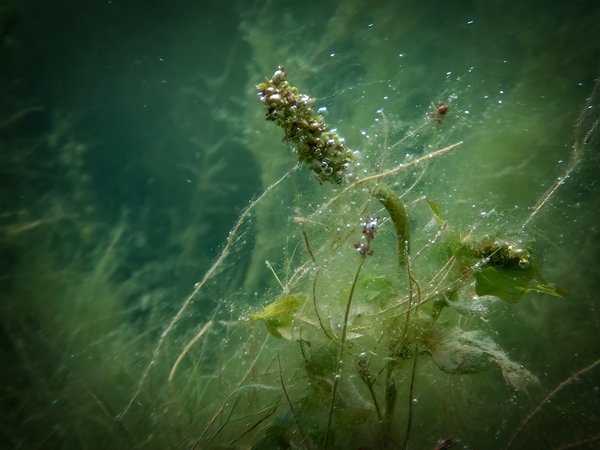 In the weeds 03, Chestermere Lake, Chestermere, AB, 2024-07-19