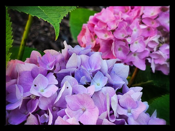 Purple and pink, Downtown, Salmon Arm, BC, 2024-07-12
