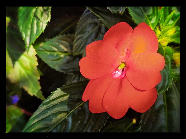 Red in the face, Downtown, Salmon Arm, BC, 2024-07-12