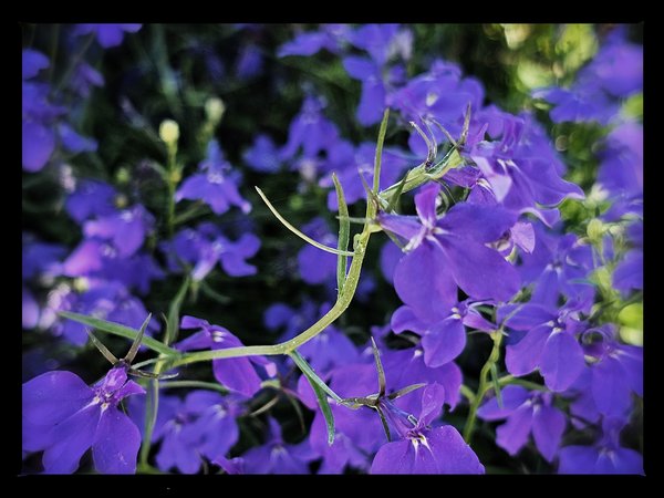 Purple with indignation, Downtown, Salmon Arm, BC, 2024-07-12