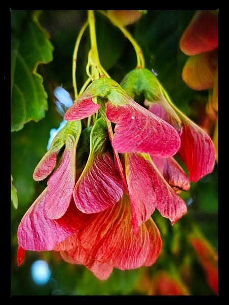 A plant that can terrify vegans, Downtown, Salmon Arm, BC, 2024-07-12