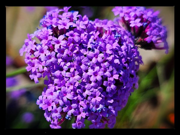 It's a royal colour, Downtown, Salmon Arm, BC, 2024-07-12