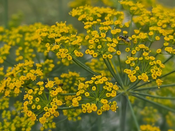 Dill weed, My Front Yard, Strathmore, AB, 2024-07-21