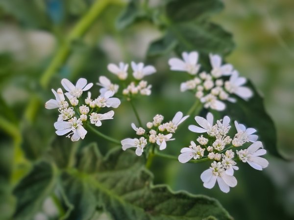 White something somethings, My Front Yard, Strathmore, AB, 2024-07-21