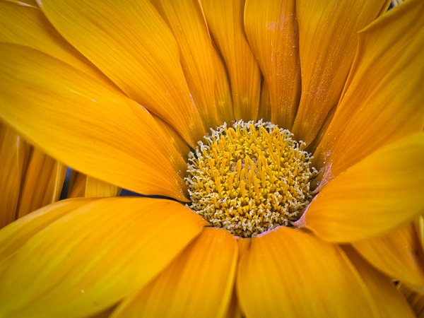Mellow yellow, My Front Yard, Strathmore, AB, 2024-07-21