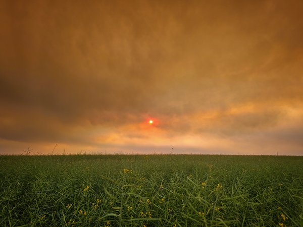 Harbinger of doom, Johnson's Island, Wyndham Carseland Provincial Park, AB, 2024-07-24