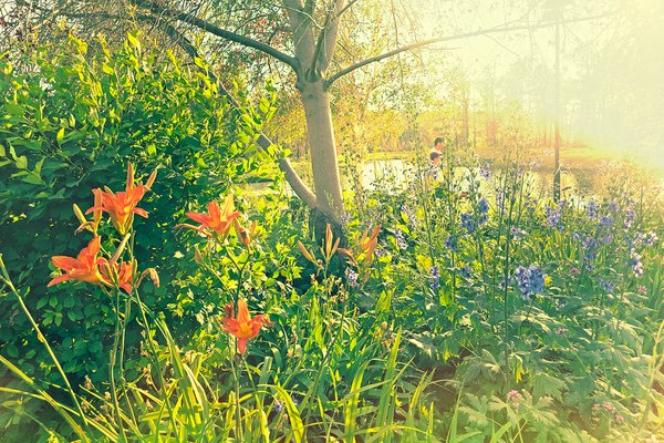 Flowers with some flare, Carburn Park, Calgary, AB, 2024-07-26 copy