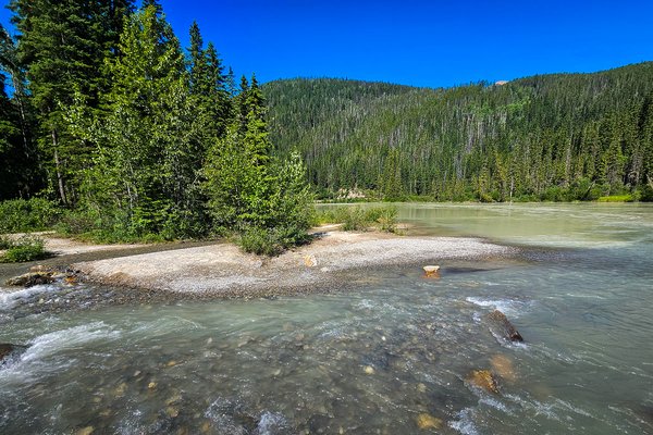 Prime wading, Finn Creek, BC, 2024-07-11
