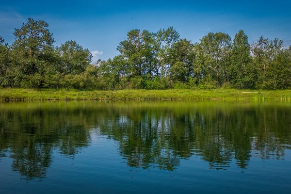 Beeline for the treeline, Carburn Park, Calgary, AB, 2024-07-28