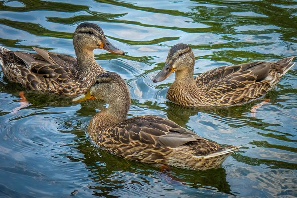 Everything's just ducky, Carburn Park, Calgary, AB, 2024-07-28