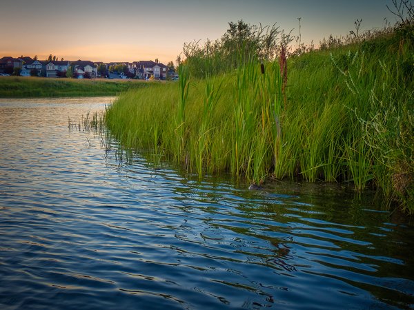 Along the shoreline, Chestermere, AB, 2024-07-31