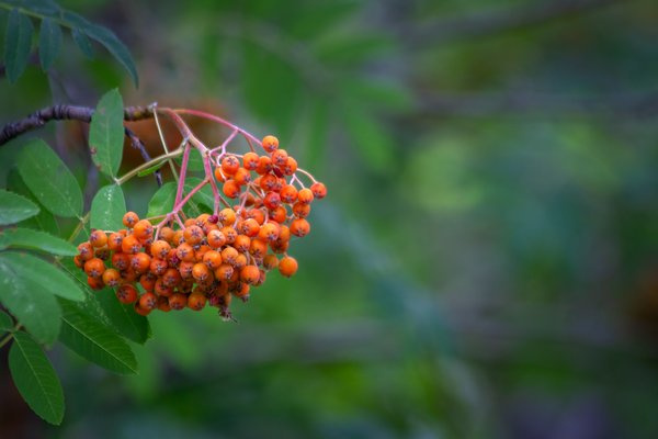 Verry berry 02, My Backyard, Strathmore, AB, 2024-08-04