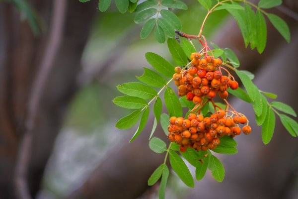 Verry berry 01, My Backyard, Strathmore, AB, 2024-08-04