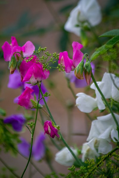 Sweet Peas, My Backyard, Strathmore, AB, 2024-08-04