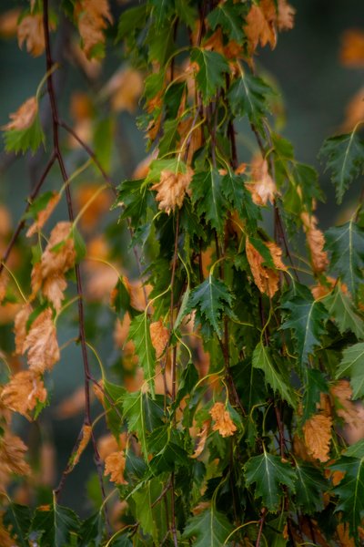 Weeping birch on the wane, My Front Yard, Strathmore, AB, 2024-08-04