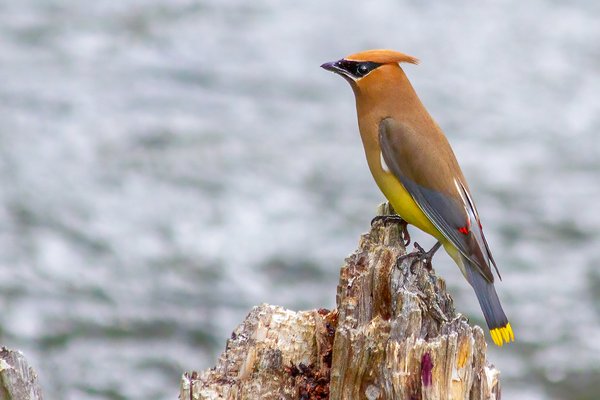 Bohemian Waxwing on Stump, Chain Lakes Provincial Park. AB, 2024-08-05