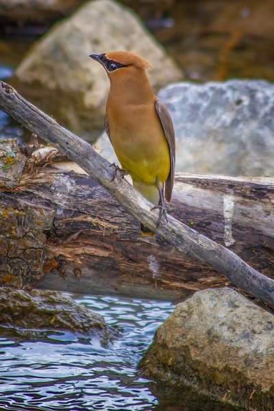 Bohemian Waxwing on Branch, Chain Lakes Provincial Park. AB, 2024-08-05