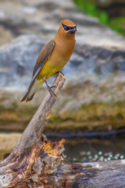 Bohemian Waxwing on Stick, Chain Lakes Provincial Park. AB, 2024-08-05