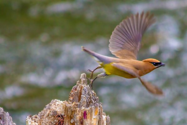 Bohemian Waxwing Launching, Chain Lakes Provincial Park. AB, 2024-08-05