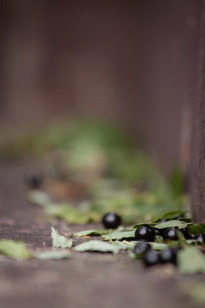 Debris on the fence, My Backyard, Strathmore, AB, 2024-08-06