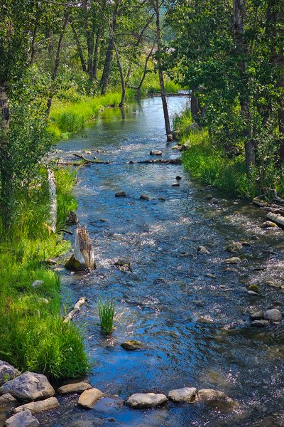 The better kind of streaming entertainment, Chain Lakes Provincial Park. AB, 2024-08-05
