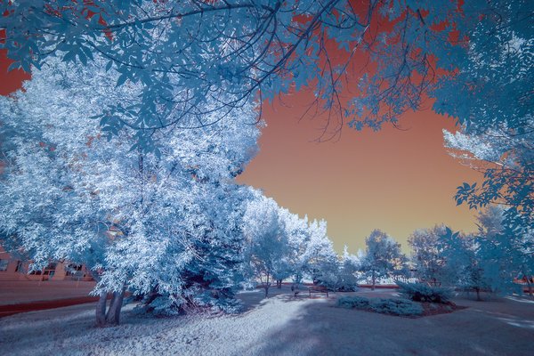 The wide view, Infrared, Lambert Park, Strathmore, AB, 2024-08-09 copy