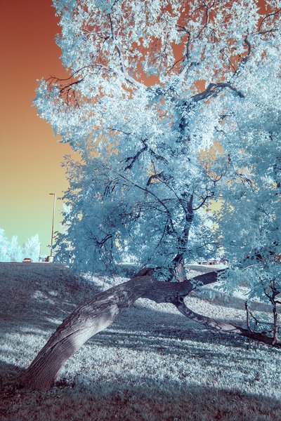 Playing twister, Infrared, Lambert Park, Strathmore, AB, 2024-08-09 copy