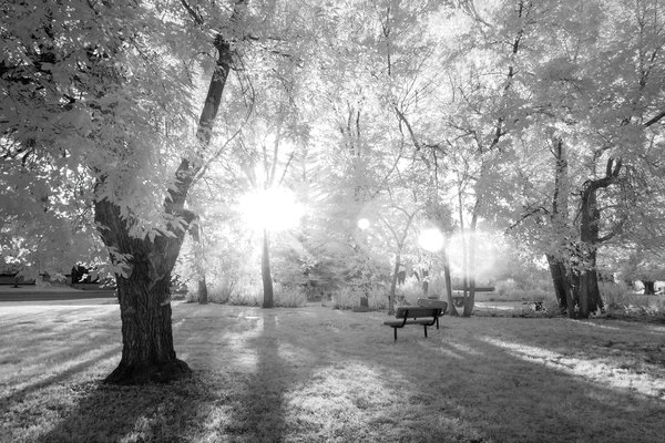 Benched again, Infrared, Lambert Park, Strathmore, AB, 2024-08-09 copy