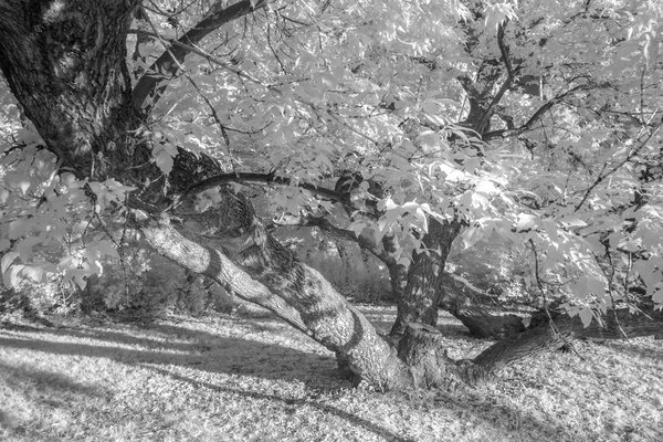 Middle aged spread, Infrared, Lambert Park, Strathmore, AB, 2024-08-09 copy