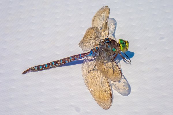 Rescued Dragonfly Drying Out, Carburn Park, Calgary, AB, 2024-08-11