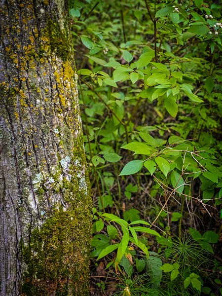 Trunk and leaves, Hidden Forest, Barrhead, AB, 2024-08-17