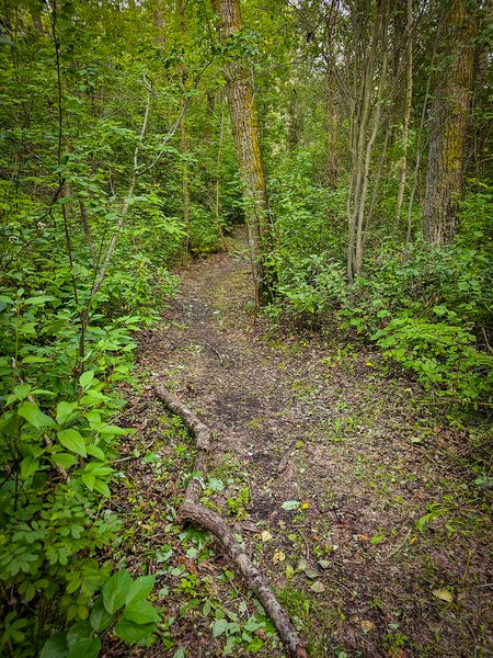 Do not stray from the path, Hidden Forest, Barrhead, AB, 2024-08-17