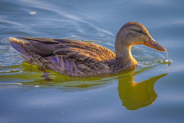 Ducking my responsibilities, Irrigation Canal, Thomas Drive, Strathmore, AB, 2024-07-18