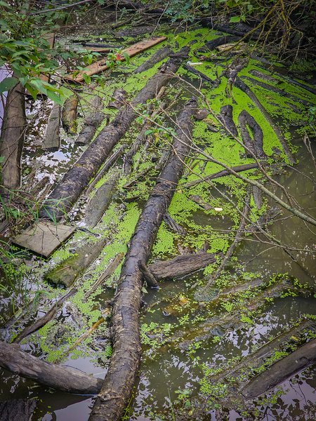 Gross and neat at the same time, Hidden Forest, Barrhead, AB, 2024-08-17