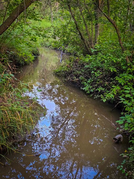 Your name is mud, Hidden Forest, Barrhead, AB, 2024-08-17