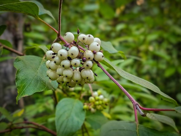 So very berry, Hidden Forest, Barrhead, AB, 2024-08-17 (1)