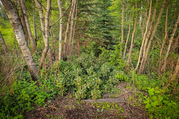 The affair with the stairs, Hidden Forest, Barrhead, AB, 2024-08-17