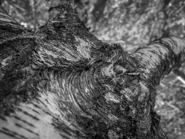 Wizened and old, My Front Yard, Strathmore, AB, 2024-08-24
