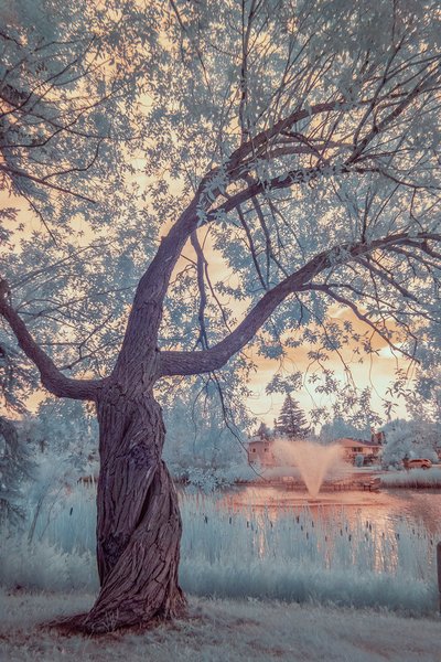 No relation to the whomping willow, Kinsmen Park, Strathmore, AB, 2024-07-29